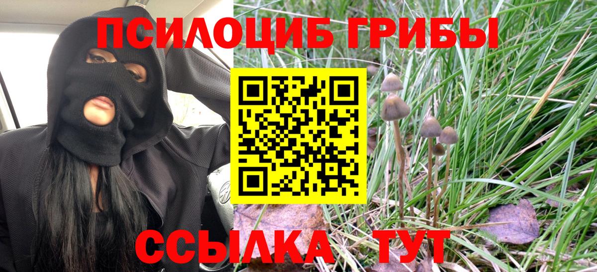 Псилоцибиновые грибы Psilocybe Валуйки